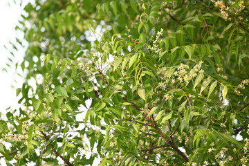 Azadirachta indica tree.
 It's other names Neem, nimtree or Indian lilac. Its fruits are the source of neem oil. many aruvedic medicines are made from its leaves, flower, seeds and bark.
