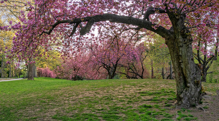 Naklejka premium Central Park in spring