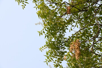 Azadirachta indica tree.
 It's other names Neem,&nbsp;nimtree&nbsp;or&nbsp;Indian lilac. Its fruits are the source of&nbsp;neem oil. many aruvedic medicines are made from its leaves, flower, seeds and bark.