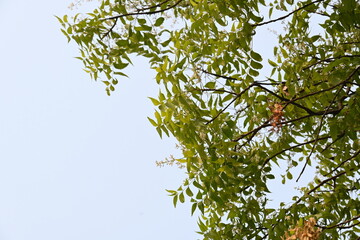 Azadirachta indica tree.
 It's other names Neem, nimtree or Indian lilac. Its fruits are the source of neem oil. many aruvedic medicines are made from its leaves, flower, seeds and bark.