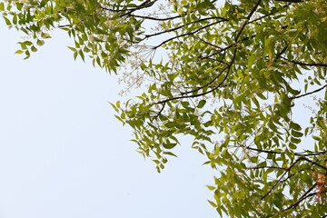 Azadirachta indica tree.
 It's other names Neem, nimtree or Indian lilac. Its fruits are the source of neem oil. many aruvedic medicines are made from its leaves, flower, seeds and bark.