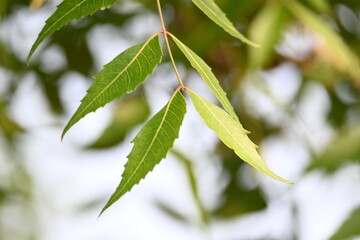 Azadirachta indica tree.
 It's other names Neem, nimtree or Indian lilac. Its fruits are the...