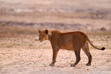Naklejka premium Hot day in Africa. Lion mane. Storm sky African lion, Panthera leo, detail of big animals, Okavango, Africa. Cats in dry nature habitat, hot sunny day in desert. Wildlife scene from nature.
