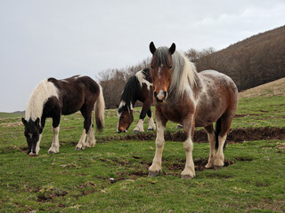 Portrait of wild horses in the italian mountain