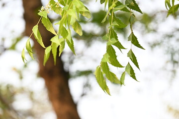 Azadirachta indica tree.
 It's other names Neem, nimtree or Indian lilac. Its fruits are the...