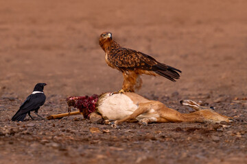 Tawny eagle, Aquila rapax, with implala antelope carcass. Leopard kill from the night, eagle bird...