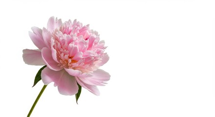 Obraz premium Close up of a beautiful pink peony flower in full bloom against a white background perfect for spring and summer projects