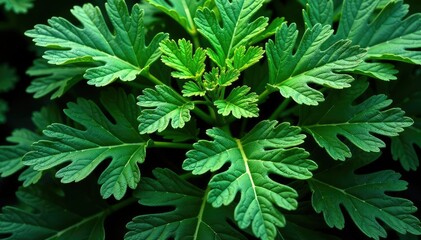 Intricate parsley leaf pattern, close-up view , graphic, repeating