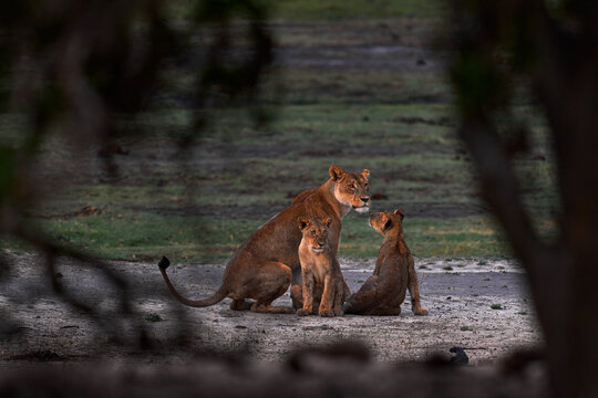 Chobe River wildlife. Lions family pack, maother and two young cubs, Botswana in Afica. Big cats family in the nature forest habitat, Botswana nature. Animal behavior in nature. Lion in Chobe NP.