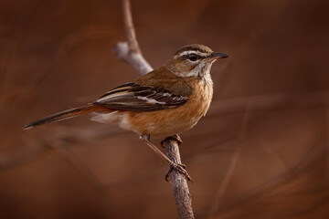 Bearded scrub robin, Tychaedon quadrivirgata, grey brown bird sitting on th branch in the nature...