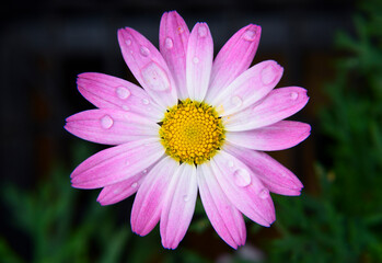 Obraz premium close up of pink flower