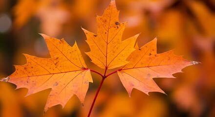 Fototapeta premium Amber Embrace of Autumn AI Generated