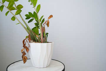 Homemade zamiokulkas flower in a pot. The leaves of the flower withered.