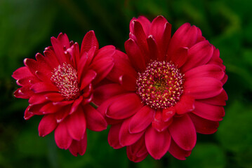 Obraz premium red dahlia flower