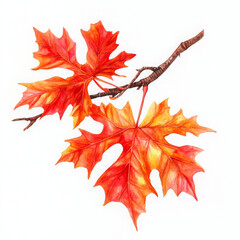 Realistic boho illustration, maple leaves shine with autumnal beauty