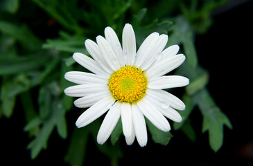 Fototapeta premium white daisy flower