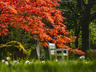 Leuchtende Farben zur Frühlingszeit im Park mit roten Ahorn und Bank