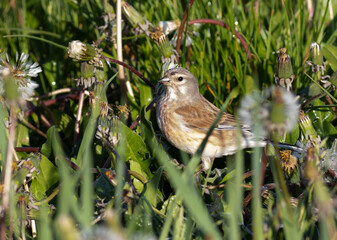 Common linnet, Linaria cannabina. A bird eats dandelion seeds