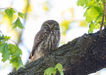 Little owl, Athene noctua. A bird sits on a thick branch among the foliage