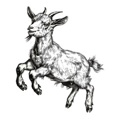 Little goat jumping, vintage black outline sketch, beautiful engraving style, trendy old illustration, farm animal drawing, rustic style artwork, antique farm goat vector art