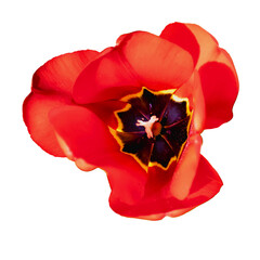 Red tulip in a garden in spring, love and health care concept, tulipa