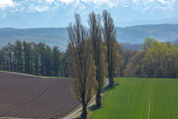 Spring poplar trees