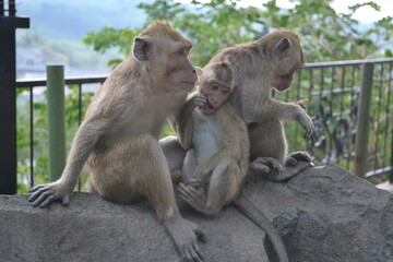 A herd of monkeys displaying bonding and affection in a natural environment with blurred background. Captures the tranquility of the primate amid outdoors.