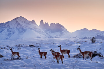 Patagonia sunset. Guanaco in Chile, Torres del Paine NP in Patagonie. Winter with snow in South America. Lama guanaco, nature habitat, rock hills in the moutains. Sunset with snow in Patagonia.