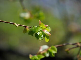 Fresh Green Spring Leaves on Tree Branch with Soft Focus Natural Background in Early Spring Season