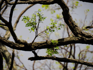 Twisted Tree Branch with Fresh Green Leaves Against Clear Sky in Early Spring
