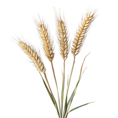 Luxurious golden wheat stalks arranged elegantly showcasing their intricate details and natural beauty. isolated on white background and transparent background