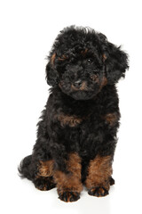 Charming phantom toy poodle puppy with curly black and tan coat sitting calmly on white background