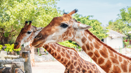 Portrait of curious spotted giraffes in a savannah nature reserve.