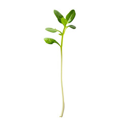 Obraz premium Young green sprout emerging from soil on a clean transparent background in a minimalistic style, Young sprout on transparent background