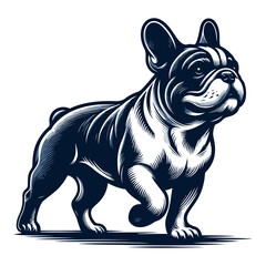 french bulldog vector and illustration isolated on white background.
