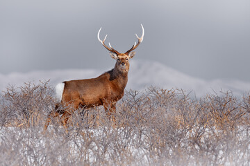 Hokkaido sika deer, Cervus nippon yesoensis, on the snowy meadow, winter mountains and forest in the background, animal with antlers in the nature habitat, winter scene from Hokkaido, Japan.