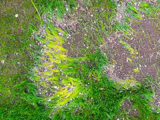 The texture of green grass and sand