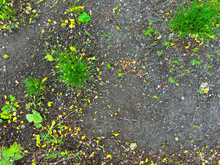 The texture of green grass and sand