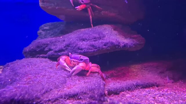 beautiful underwater life. red and black sea crab in the aquarium.