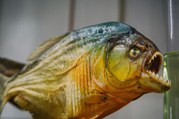 Close-up of a Piranha Showing its Sharp Teeth. Detailed shot highlighting the predatory features of this carnivorous fish. Formidable jaws and teeth of South American fish.