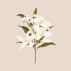 Aesthetic lily clipart, white flower illustration