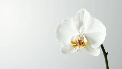 Obraz premium Delicate white orchid blossom against pure white background, subtle, element