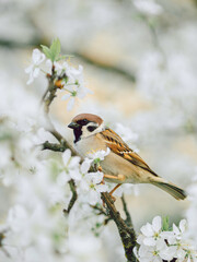 Close up of a little sparrow perching on a branch of a blossom cherry tree.  Spring background
