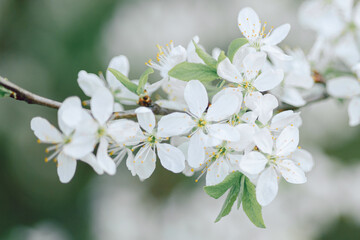 Blooming cherry tree in the spring garden. Close up of cherry flowers on a tree. Spring background