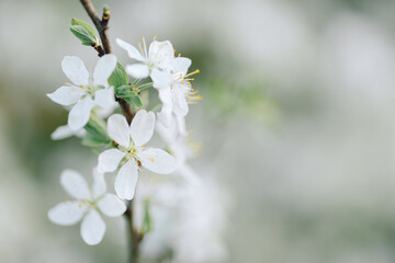 Blooming cherry tree in the spring garden. Close up of cherry flowers on a tree. Spring background