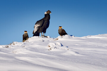 Condor with caracara from Patagonia in Chile. Andean condor, Vultur gryphus, big bird of prey flying in the rock mountain. Bird in nature habitat, Laguna Sofia, Chile. Condor in snow, South America.