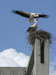 White stork couple mating on the nest. Love parade of birds in breeding season.  Ciconia ciconia, couple mating on the nest.