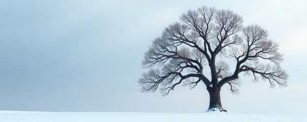 A single majestic oak tree on a snowy background, frozen, bare branches, snow
