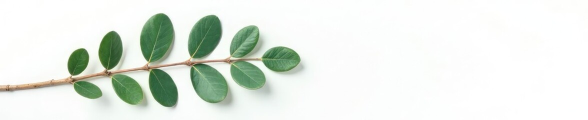 Eucalyptus branch with leaves isolated on white surface, nature, leaves, eucalypt