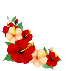 ハイビスカス © 茶筅 橋本